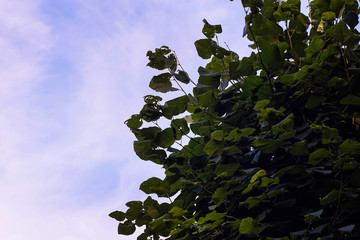 crown of green tree against blue sky with clouds