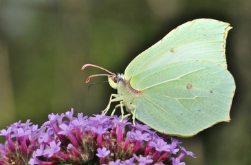 Common Brimstone Butterfly Seeking For Nectar On A Buddleia Pink Flower