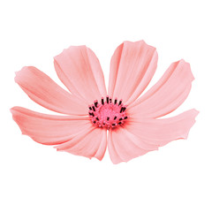 flower coral pink cosmos (mexican aster), isolated on a white  background. Close-up. Element of design.