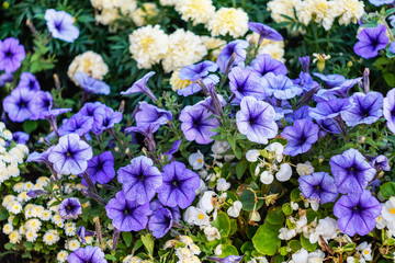 purple flowers of Petunia and white flowers