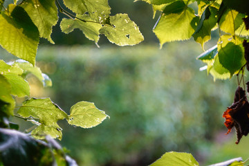 tree leaves close-up in the form of a frame