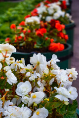 white and red flowers of begonia in vases in the Park