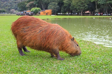 Capybara eating grass by the water at Curitiba