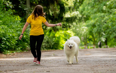 Big dog (Husky, Samoyed) at the park.