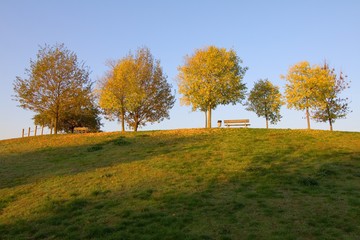 hill with trees at sunset