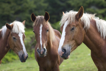 Funny horse conference in sunny meadow. Close shot of three chestnut horses with white stripes and long mane heads close together on blurred green trees background. Intelligence and loyalty concept.