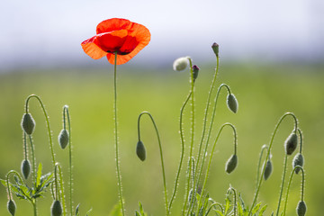 Fototapeta premium Close-up of tender blooming lit by summer sun one red wild poppy and undiluted flower buds on high stems on blurred bright green summer background. Beauty and tenderness of nature concept.