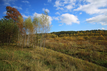 Autumn trees and field after rain