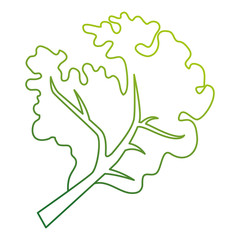 fresh lettuce healthy food