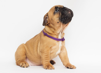 Obraz premium French Bulldog puppy looks sideways