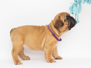 French Bulldog puppy looks sideways