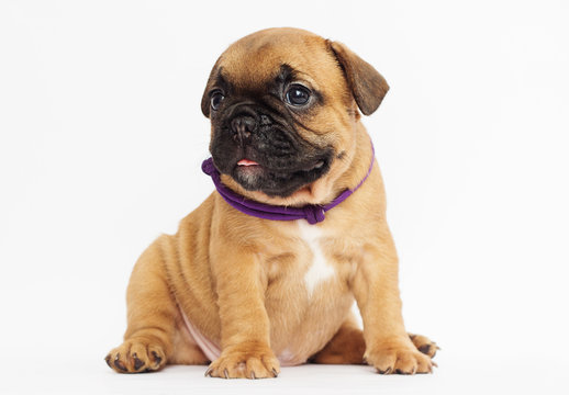 French Bulldog puppy looks