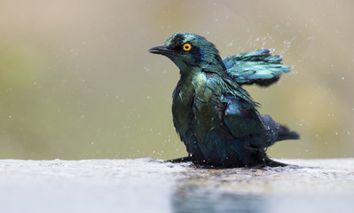 Cape Glossy Starling bathe in shallow water pool on a hot day