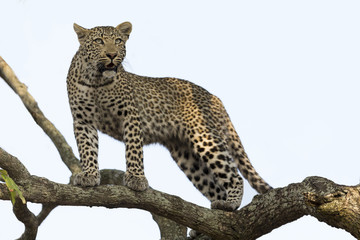 Artistieke omzetting van een luipaard in grote boom met dikke takken