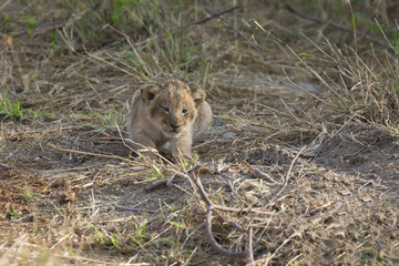 Small lion cub waiting alone for its mother to come