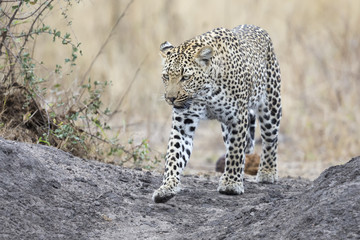 Lone leopard walking and hunting during daytime