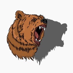 Portrait of bear. Can be used for printing on T-shirts, flyers, etc. Vector illustration