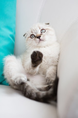Scottish kitten posing Photo