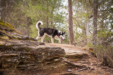 Husky on the trail