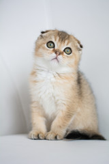 Fototapeta premium Scottish kitten posing Photo