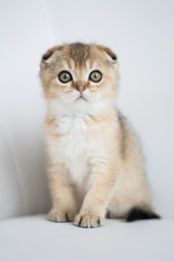 Scottish kitten posing Photo