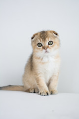 Scottish kitten posing Photo
