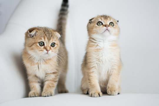 Scottish kitten british cat munchkin posing Photo