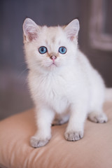 scottish kitten british cat munchkin