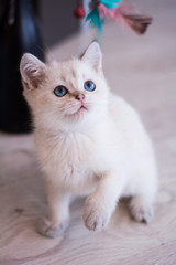 Fototapeta na wymiar scottish kitten british cat munchkin