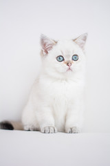 Scottish kitten posing Photo