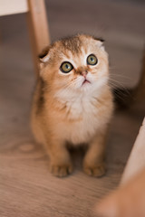 scottish kitten british cat munchkin