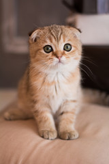 Scottish kitten posing Photo