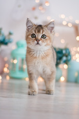 scottish kitten british cat munchkin © Дария