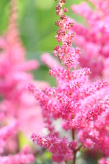 Obraz premium Pink flower background