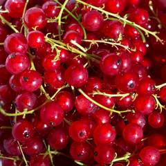 Red currant background