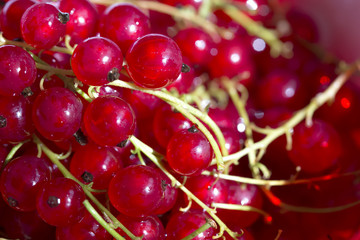 Red currant background