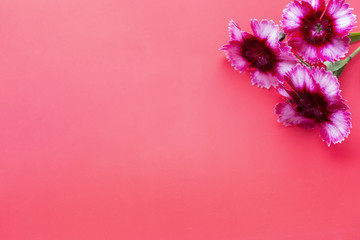 Pink flowers on pink background. Top view