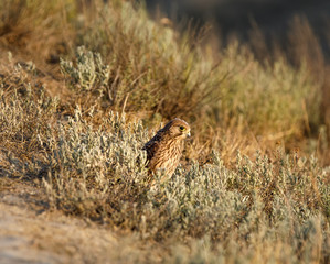 Merlin (Falco columbarius). Adult bird in the search for food. Silent Bay.  Koktebel. Crimea. Eastern Europe