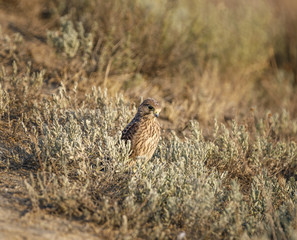 Merlin bird (Falco columbarius) sitting in grass waiting for prey. Silent Bay.  Koktebel. Black Sea. Crimea. 