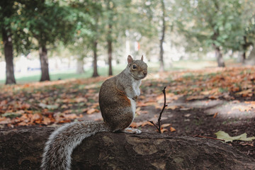 squirrel looking at the camera