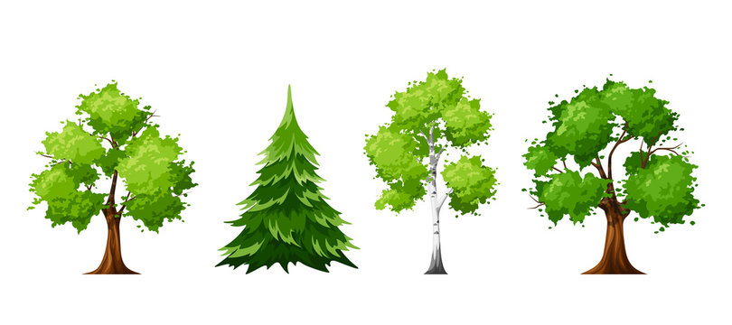 Vector set of deciduous and coniferous trees isolated on a white background.