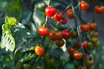 Ripe Cherry Tomatoes  in a Garden.Close up.Green Leaves. Sunndy day.Green and Red Tomatoes.
