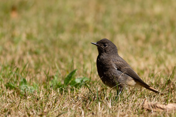 Rotschwanz - Vogel