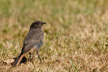 Singvogel - Rotschwanz