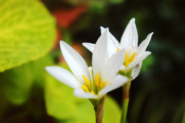 Obraz na płótnie Canvas White rain lily, white zephyr lily, Zephyranthes candida