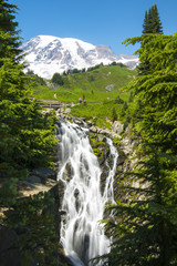 Myrtle fall at Mt. Rainier