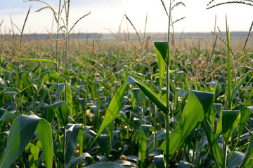 field corn