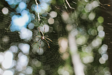 spider in web