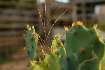 cactus at golden hour