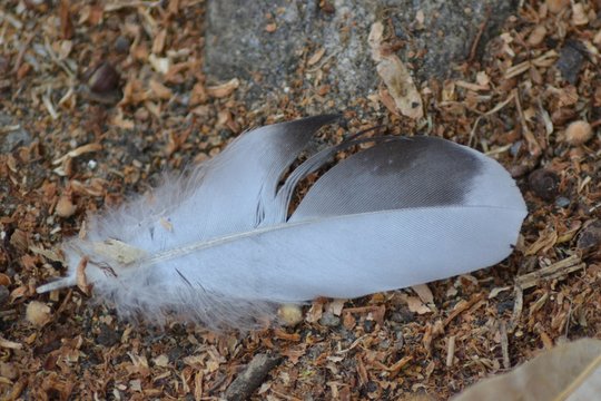 Closeup photograph of a pigeon tail feather on the ground in a forest.